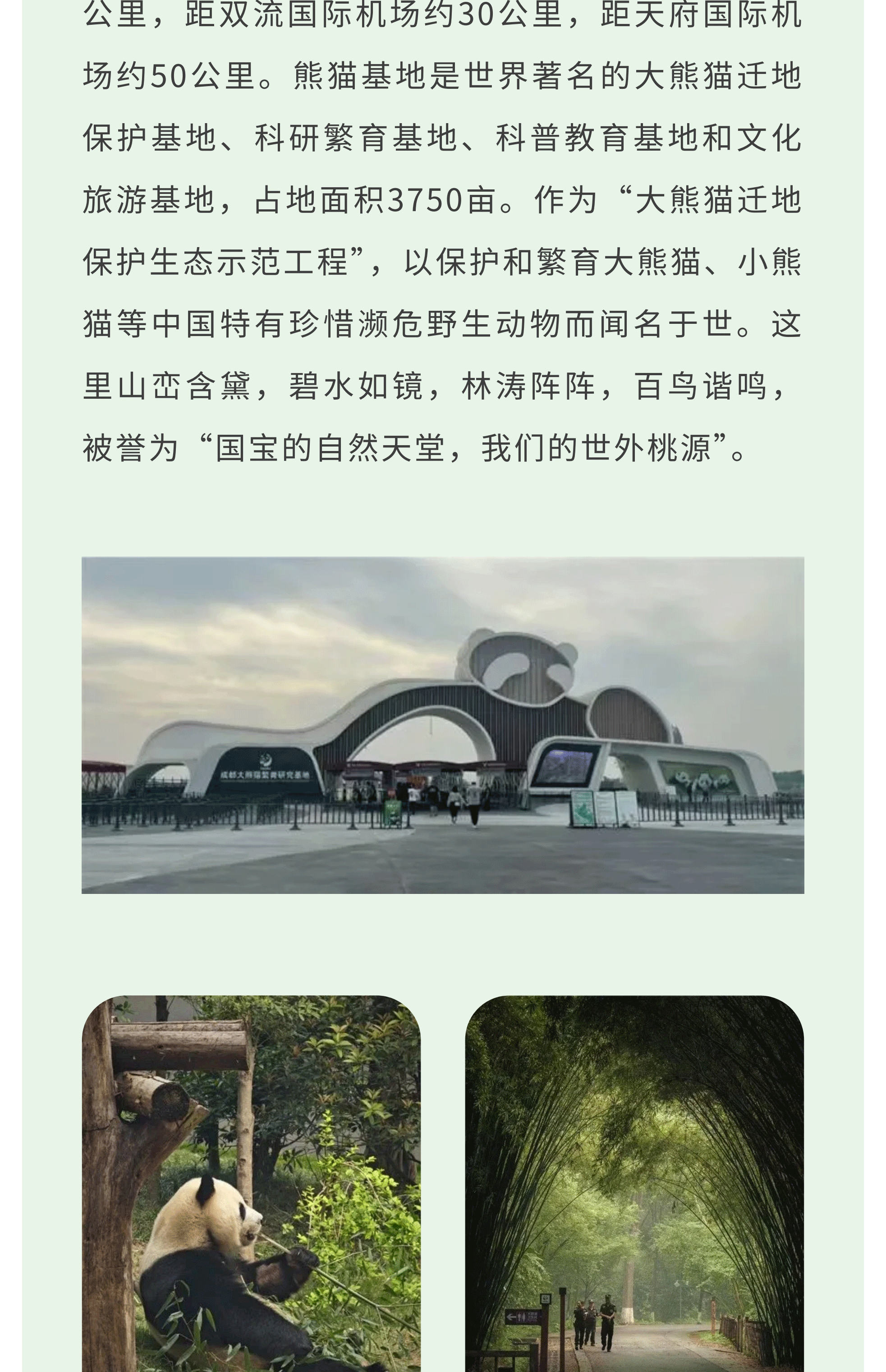 熊猫艺术家12_04