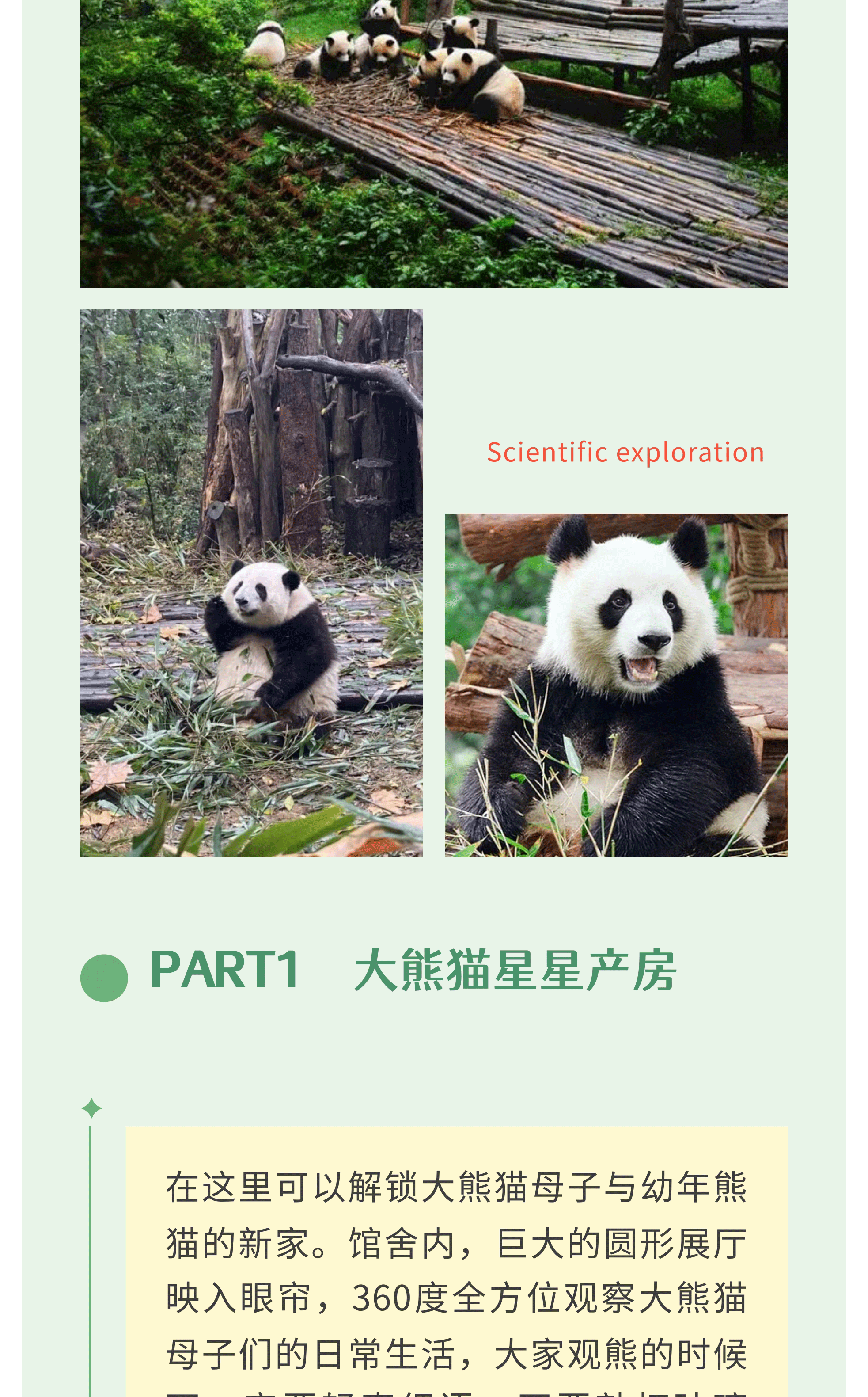 熊猫艺术家12_08