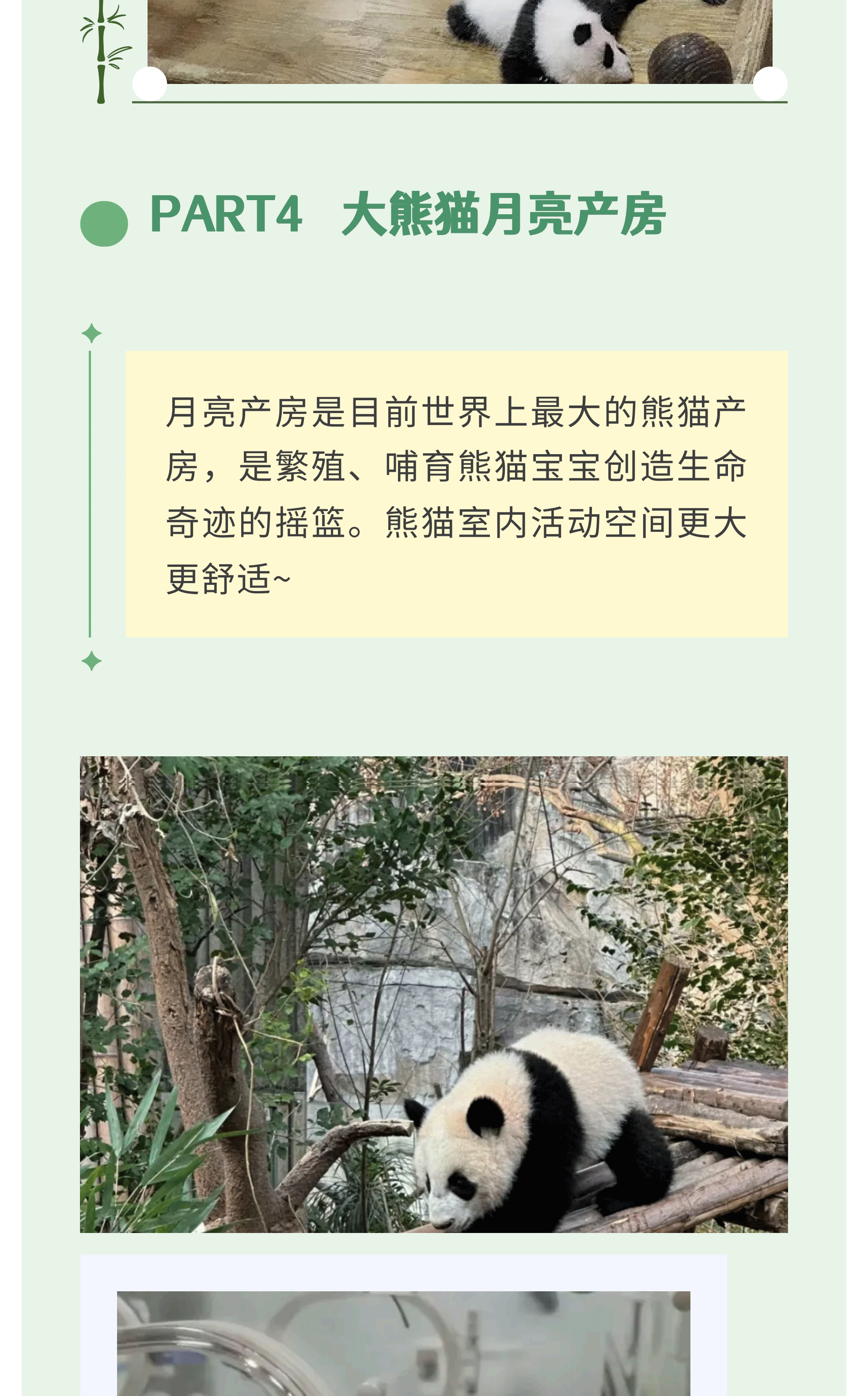 熊猫艺术家12_10