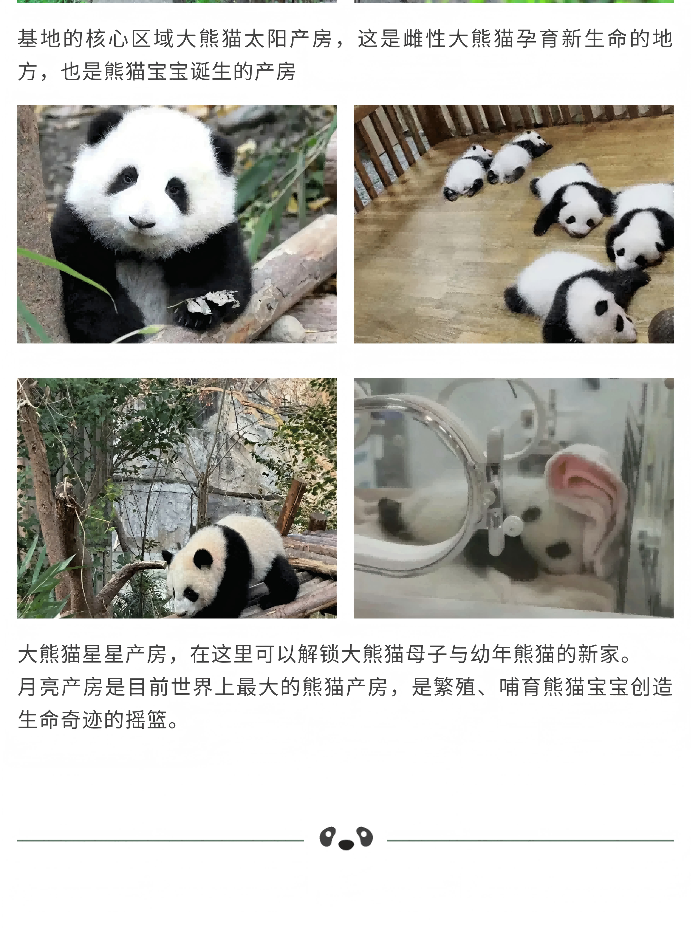 星球熊猫_00_09