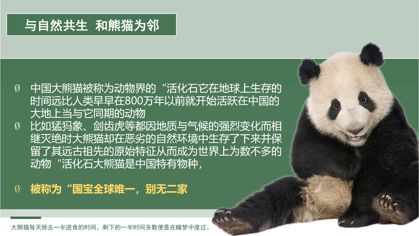 寻堰探熊猫一日营_04