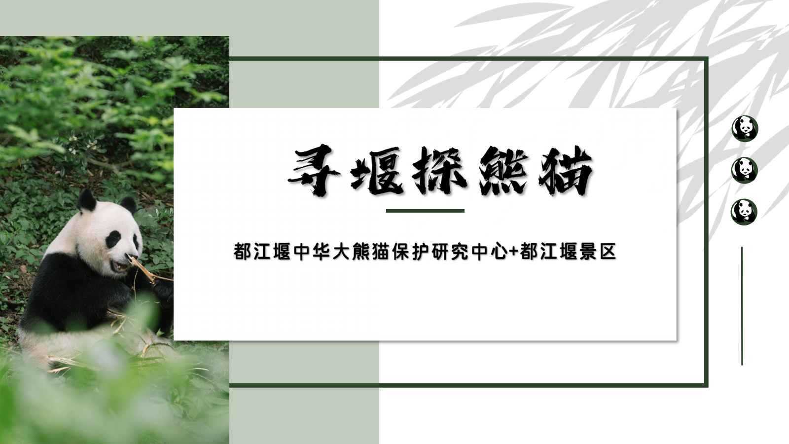 寻堰探熊猫一日营_01