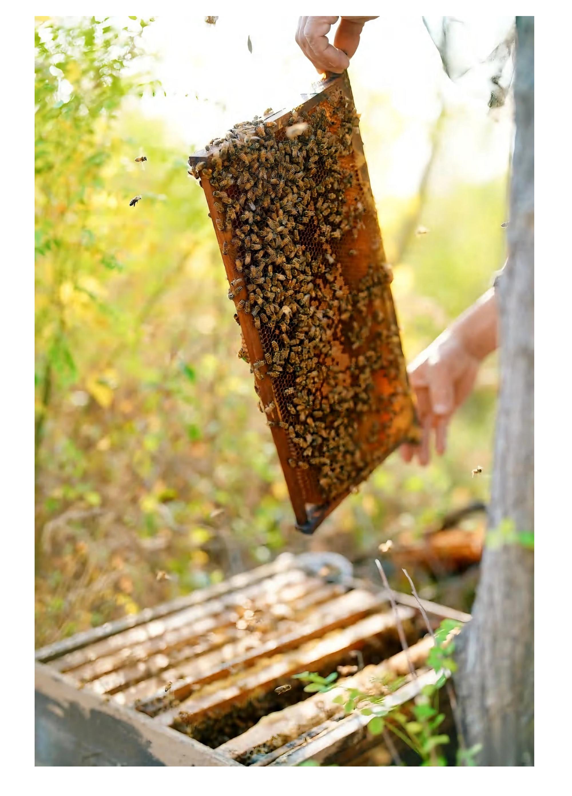 小小养蜂人·甜蜜来袭_05