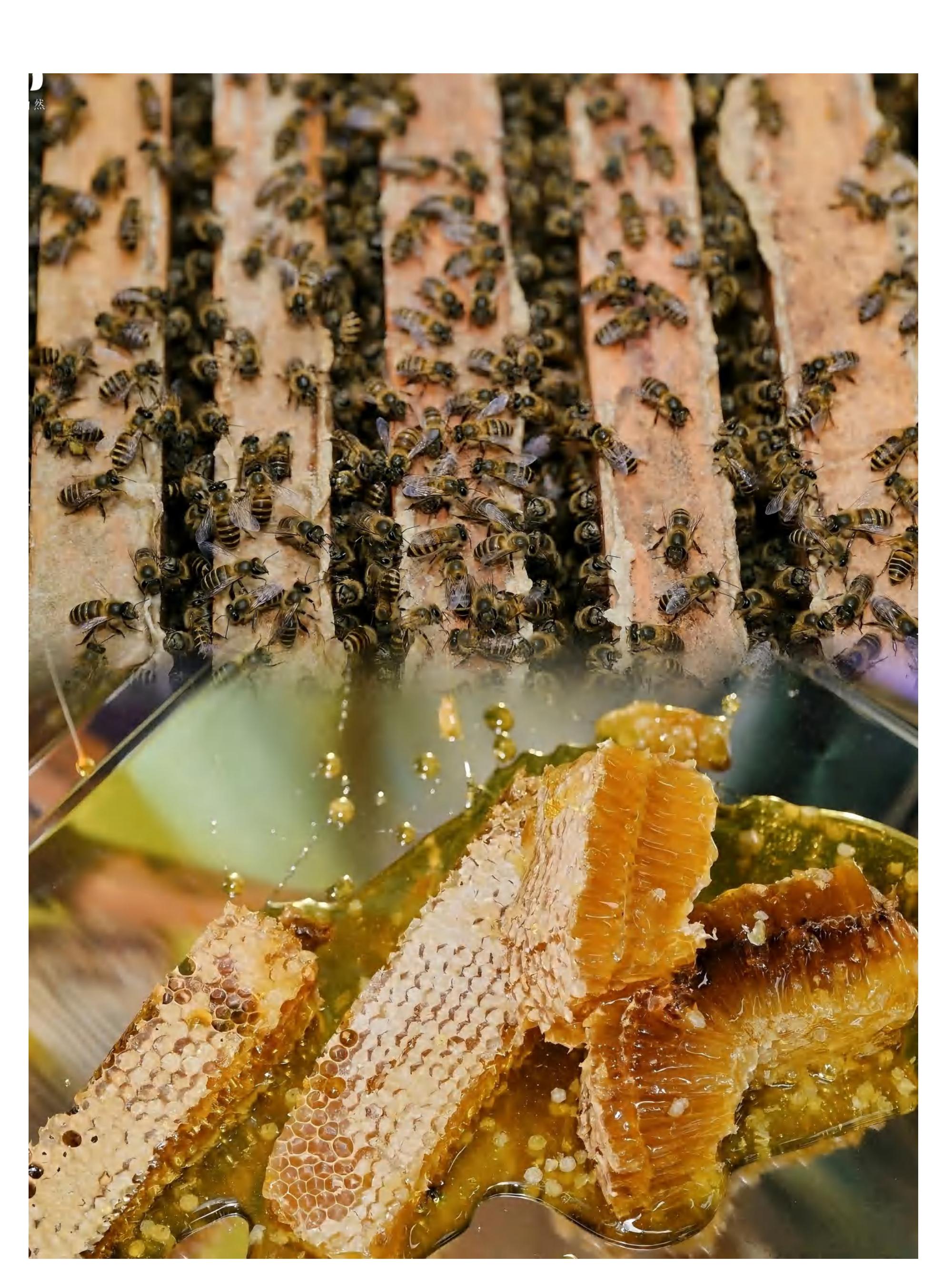 小小养蜂人·甜蜜来袭_13