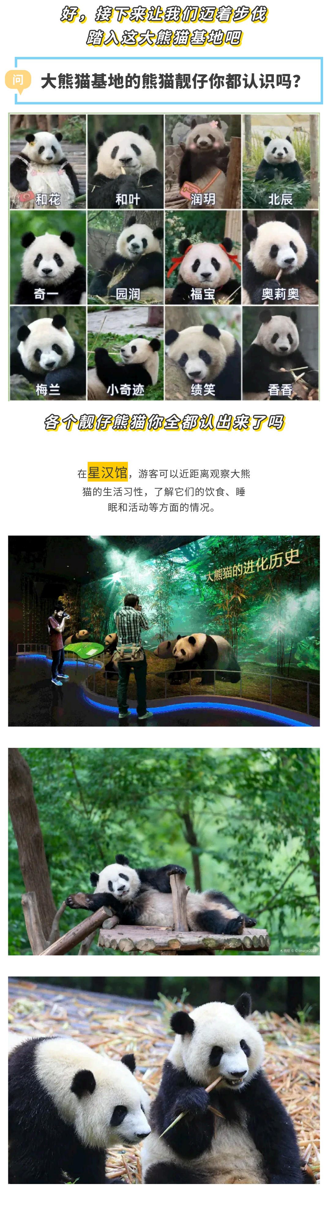 熊猫艺术家 (4.14)(1)_04 熊猫艺术家 (4.14)(1)_04