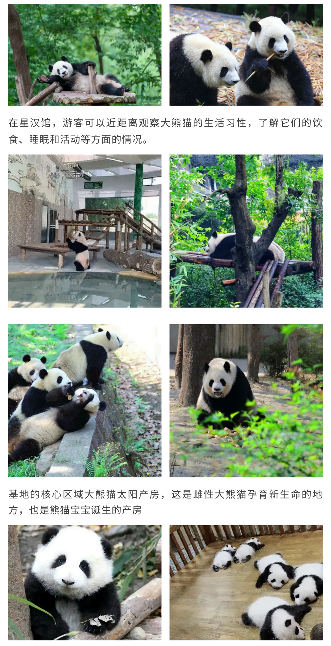 熊猫造纸家_05 熊猫造纸家_05