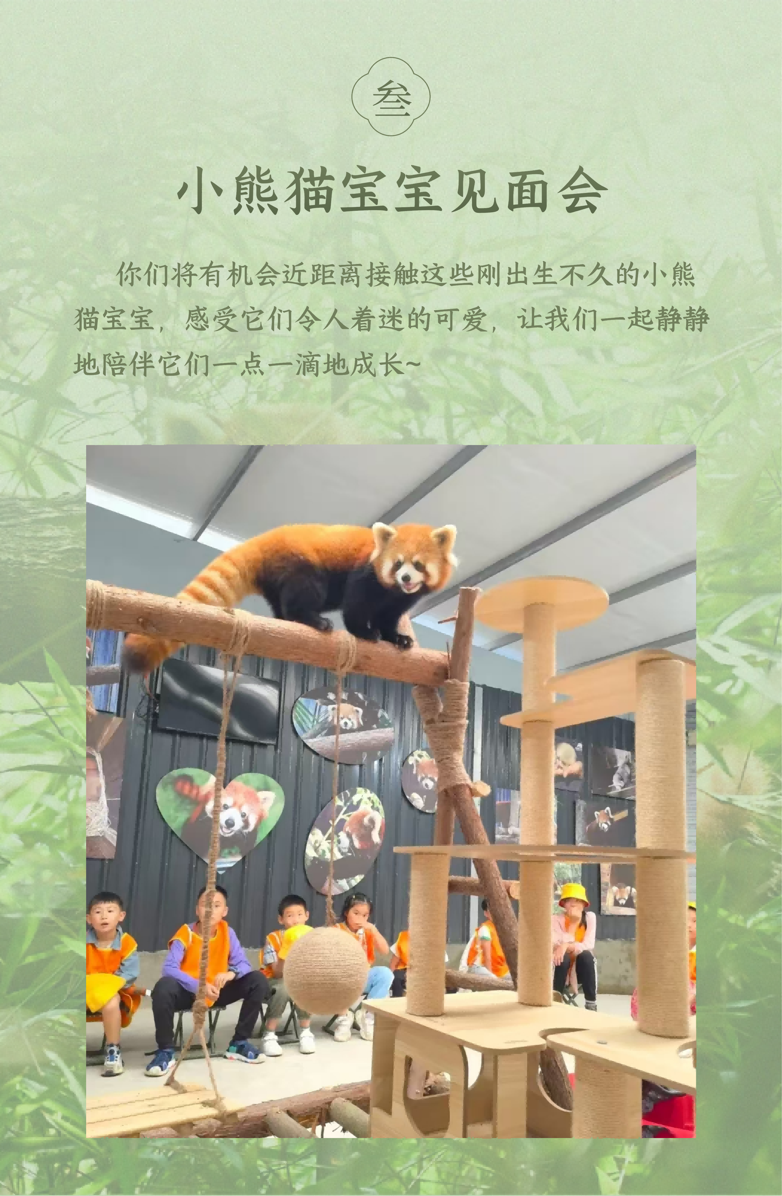 小熊猫科普活动-2026版_06 小熊猫科普活动-2026版_06