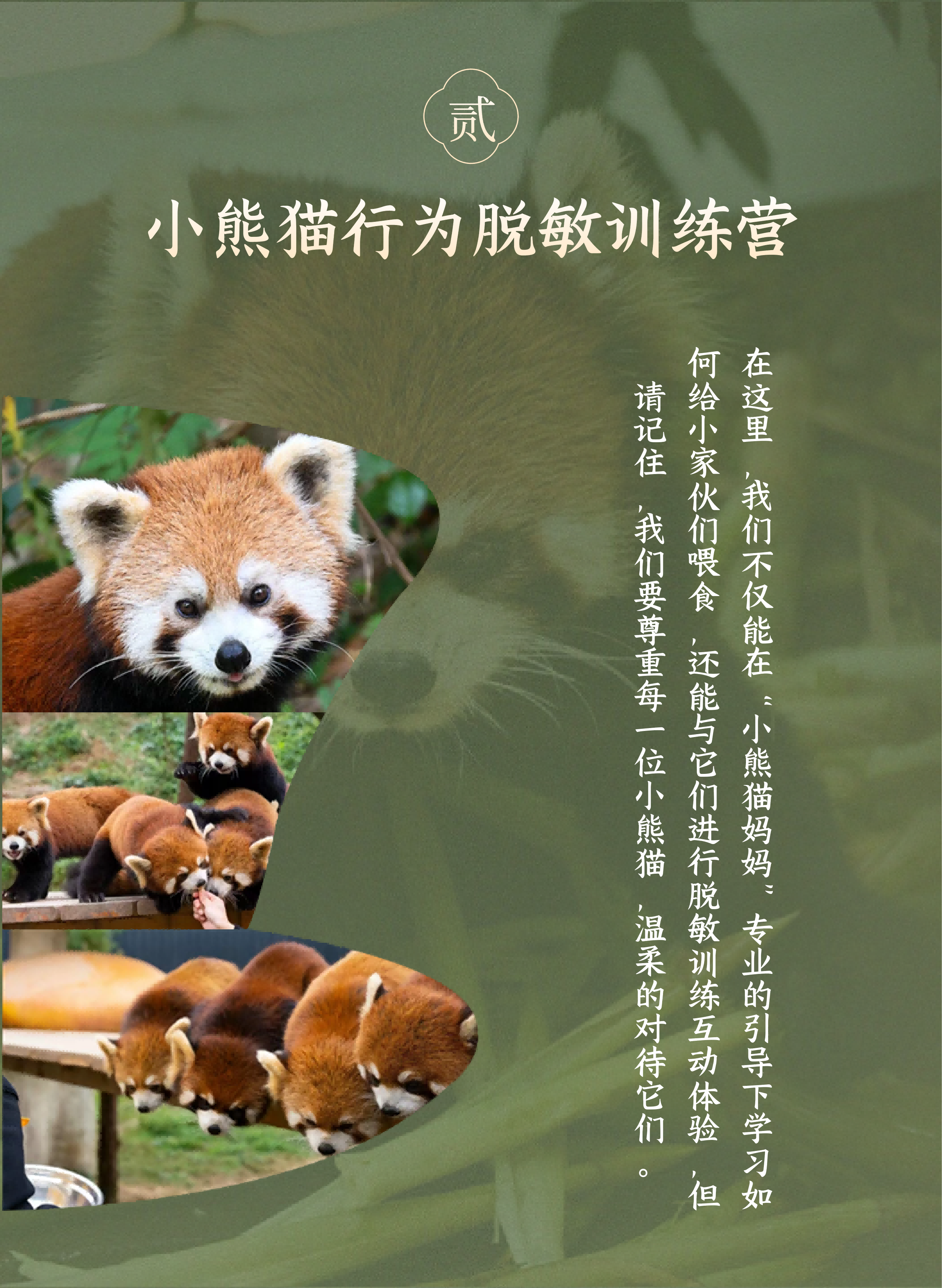 小熊猫科普活动-2026版_05 小熊猫科普活动-2026版_05