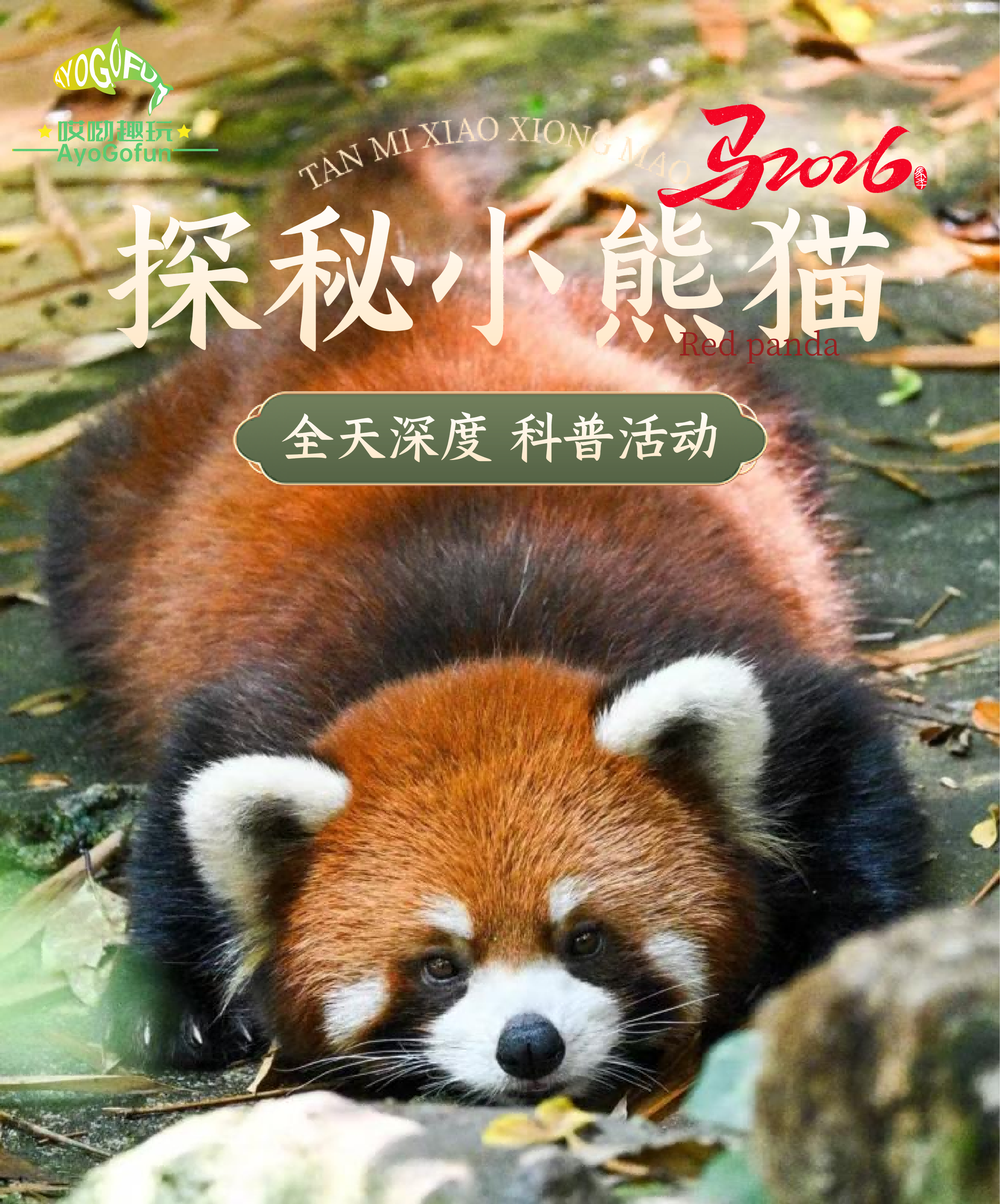 小熊猫科普活动-2026版_01 小熊猫科普活动-2026版_01