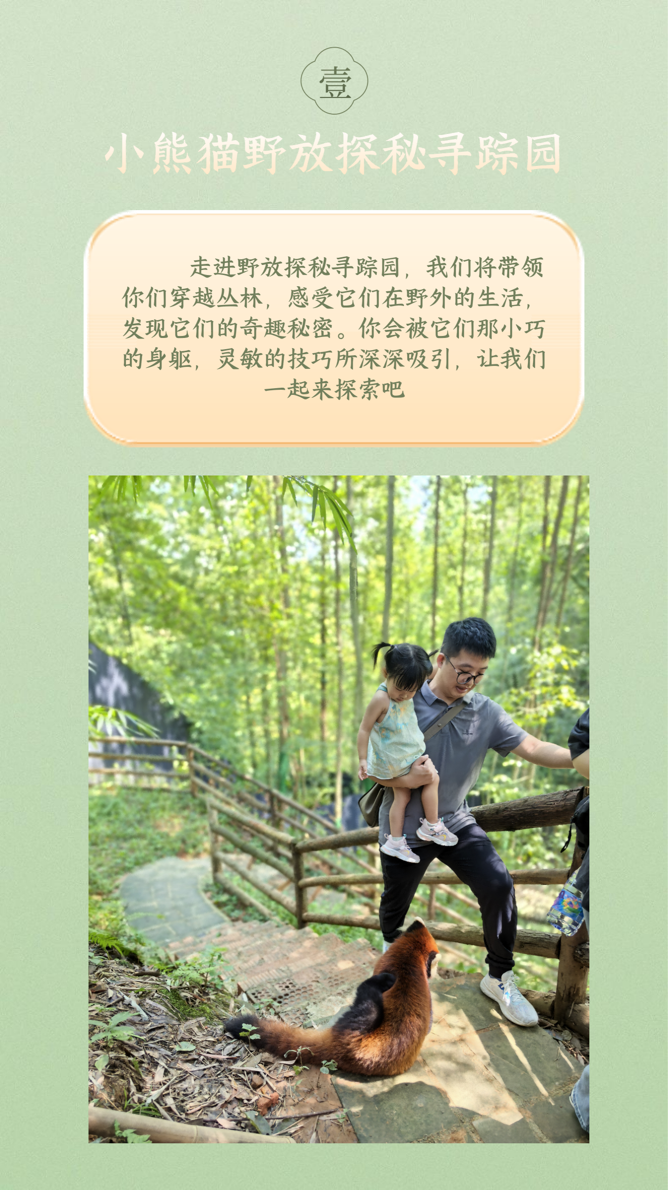 小熊猫科普活动-2026版_04 小熊猫科普活动-2026版_04