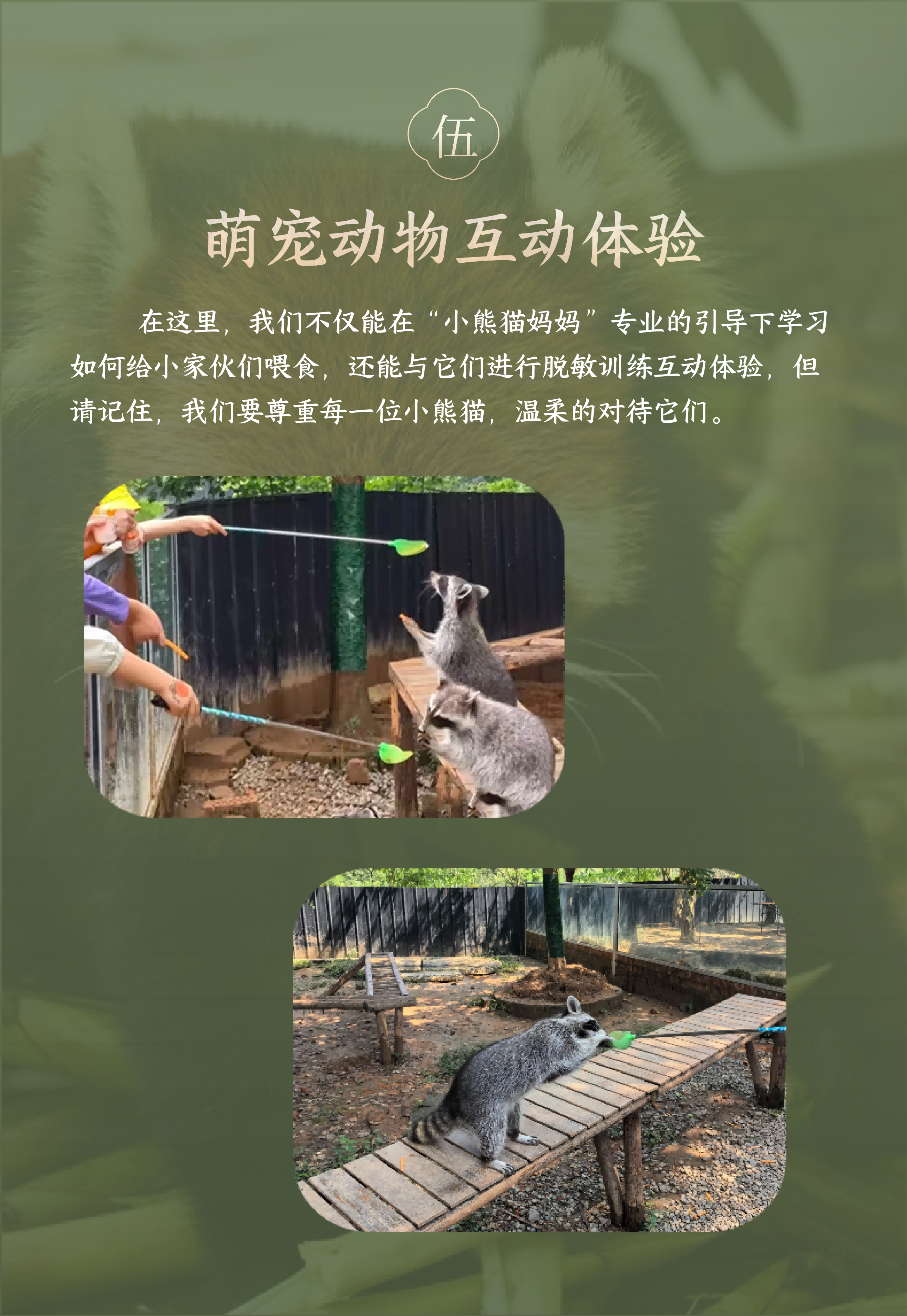 小熊猫科普活动-2026版_08 小熊猫科普活动-2026版_08